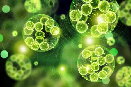 Picture for category Algae