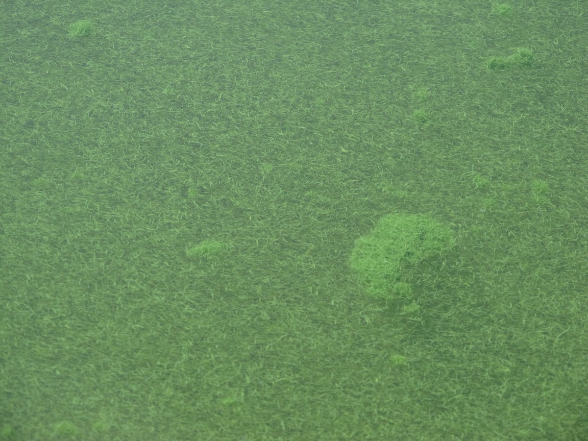 Grass-blade colonies of Aphanizomenon flos-aquae blue-green algae on the surface of Upper Klamath Lake, Oregon